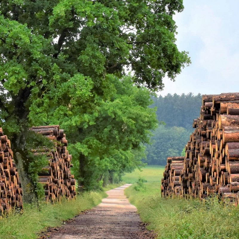 Vision von STROHBOID zu Nachhaltigkeit mit Holz als Baustoff