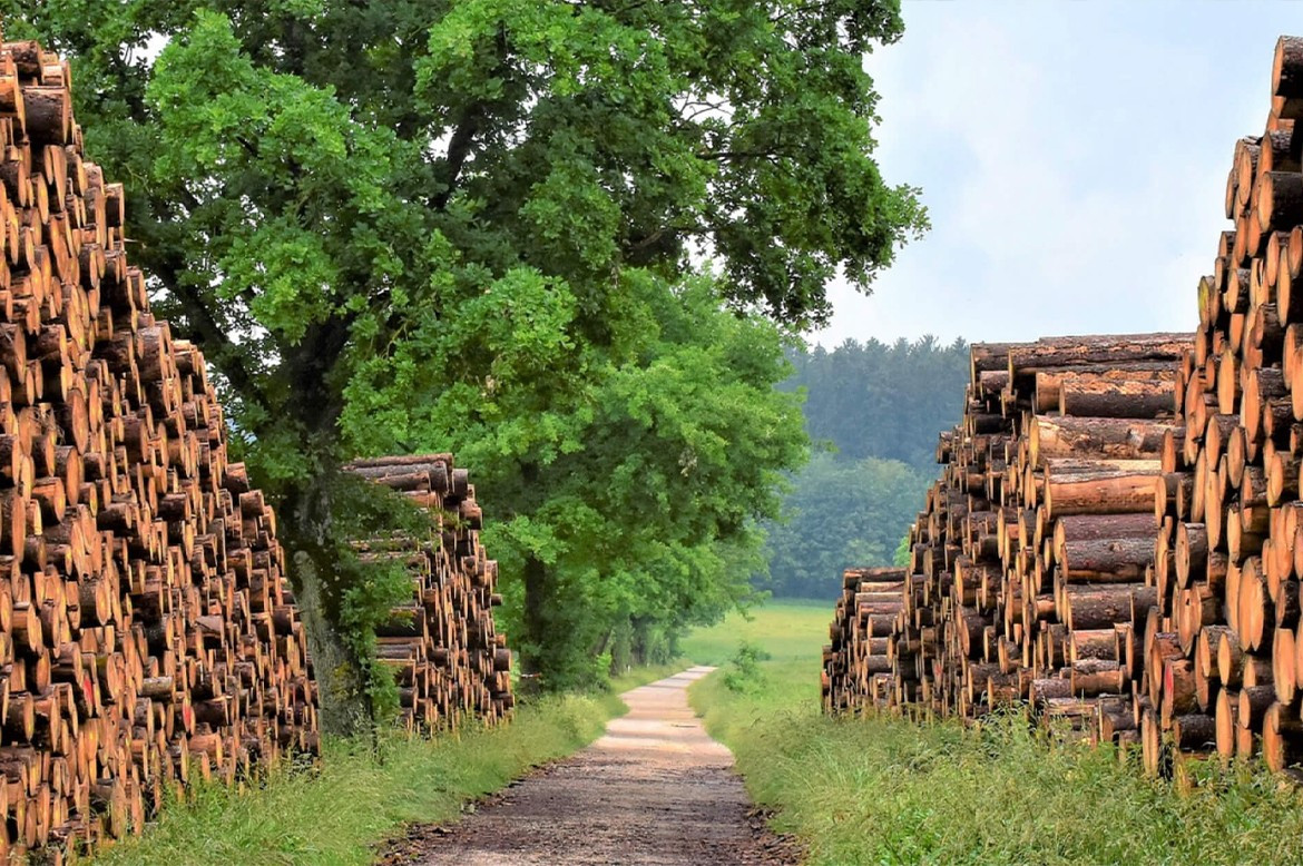 Holz Rohstoff von Strohboid Holz Rohstoff von Strohboid