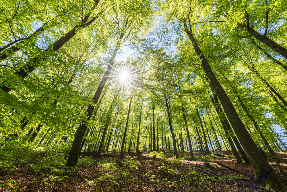 Waldbaden: die Heilkraft der Natur Waldbaden: die Heilkraft der Natur