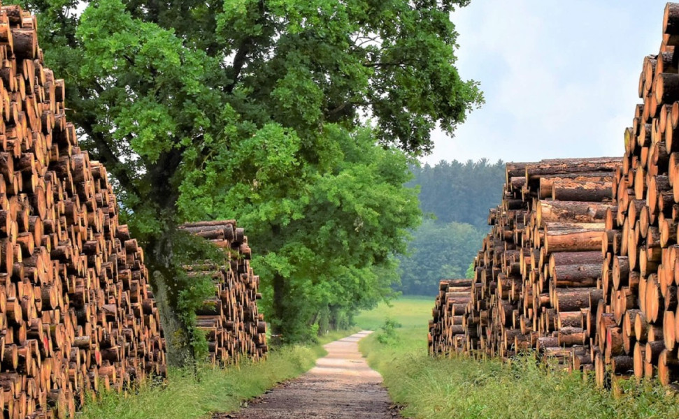 Holz Rohstoff von Strohboid Holz Rohstoff von Strohboid