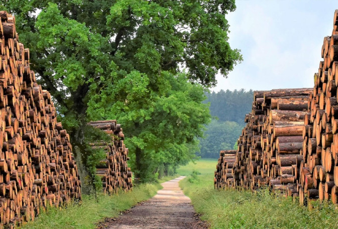 Holz Rohstoff von Strohboid Holz Rohstoff von Strohboid
